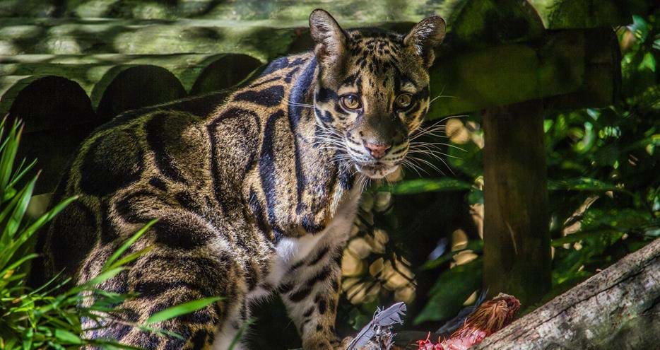 Clouded leopard at Howletts Wild Animal Park in Kent