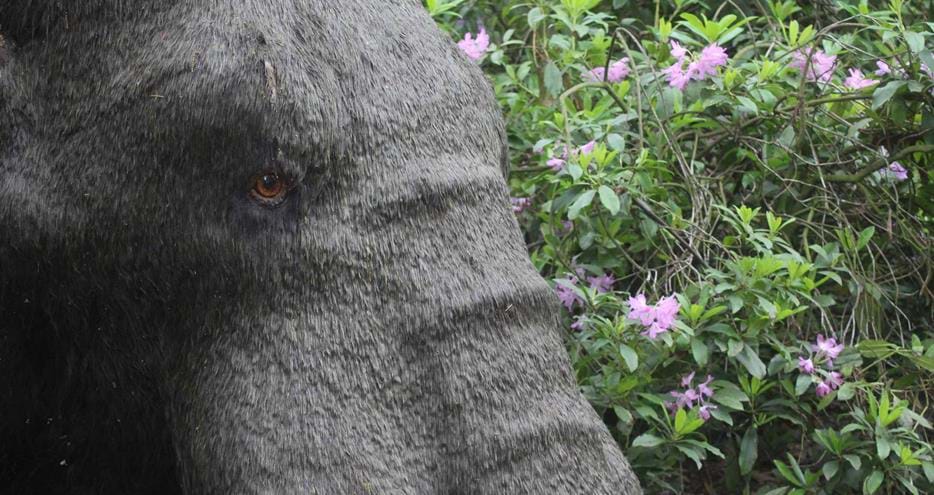 Animals of the Ice Age at Howletts Wild Animal Park in Kent