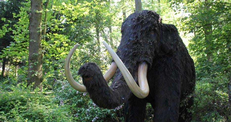 Woolly mammoth at Animals of the Ice Age at Howletts Wild Animal Park in Kent