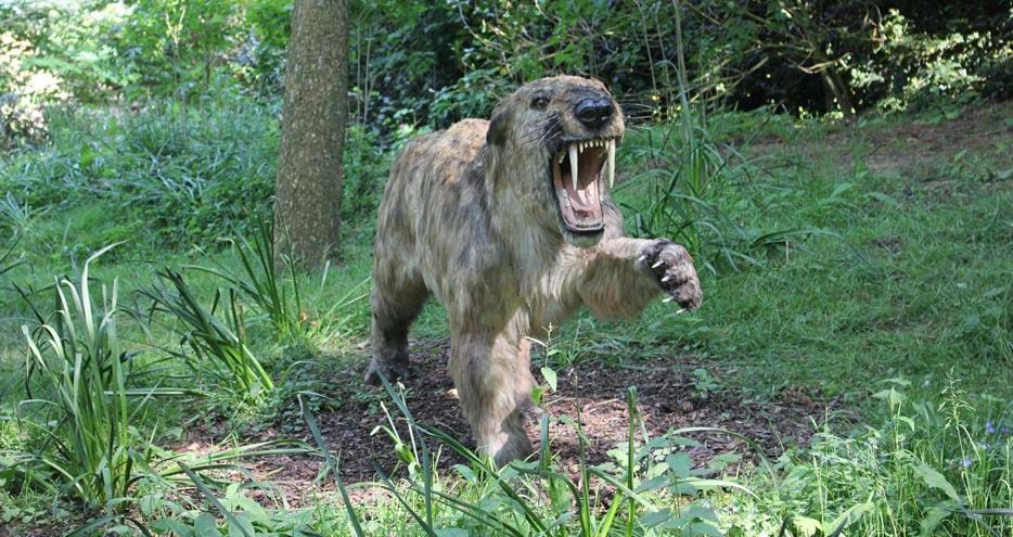 Smilodon at Animals of the Ice Age at Howletts Wild Animal Park near Canterbury