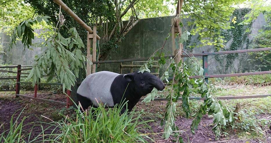 Malayan tapir at Port Lympne Hotel & Reserve in Kent, UK