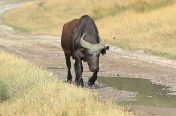 Dwarf Forest Buffalo