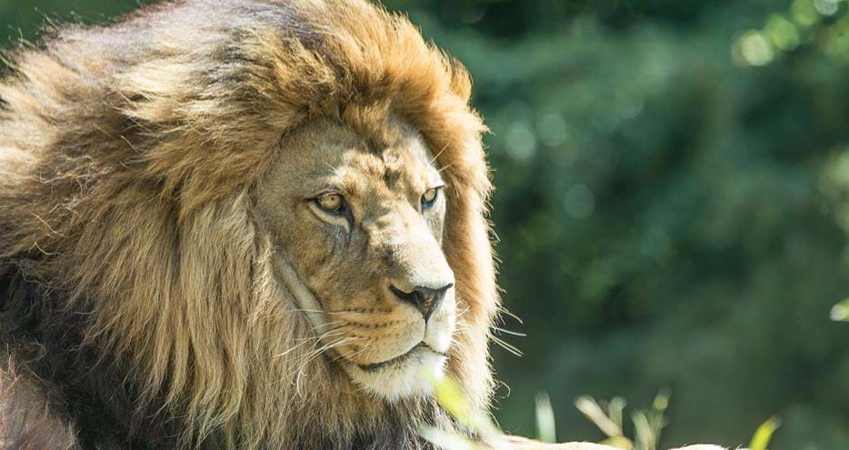 Barbary lion at Port Lympne Hotel & Reserve in Kent, UK