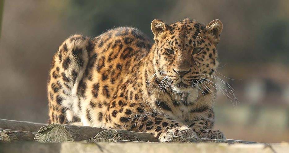 Amur leopard at Port Lympne Hotel & Reserve in Kent
