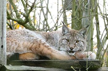 Northern Lynx