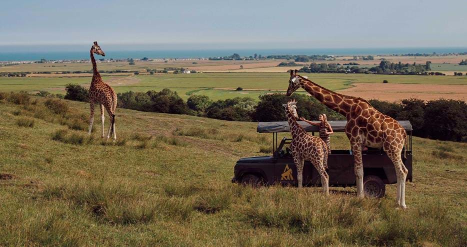 The African Experience Safari at Port Lympne Hotel & Reserve in Kent