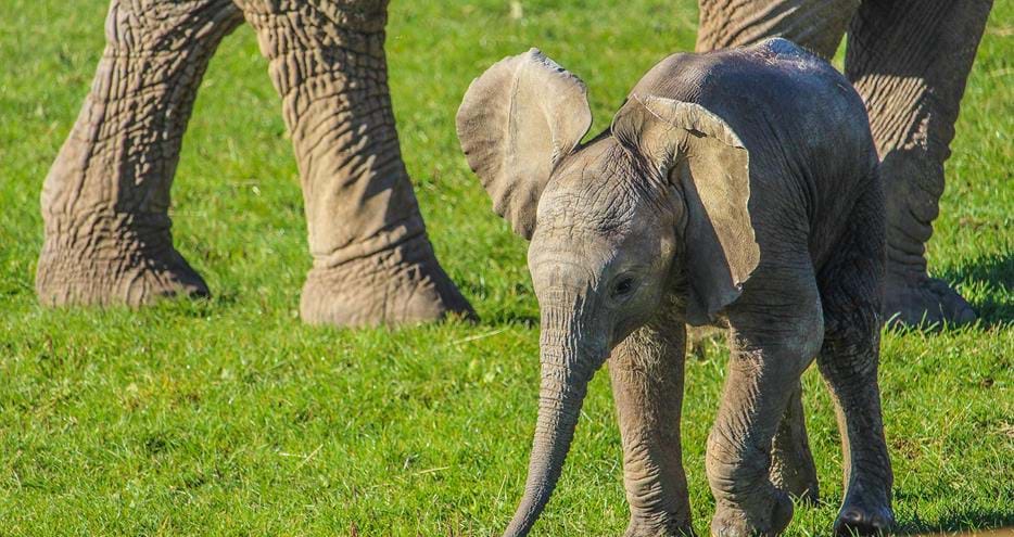 Baby elephant, Nusu at Howletts Wild Animal Park in Kent