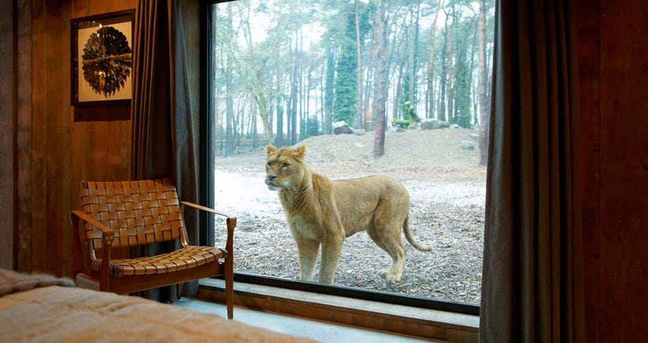 Lion investigates the viewing window at Lion Lodge at Port Lympne Hotel and Reserve in Kent