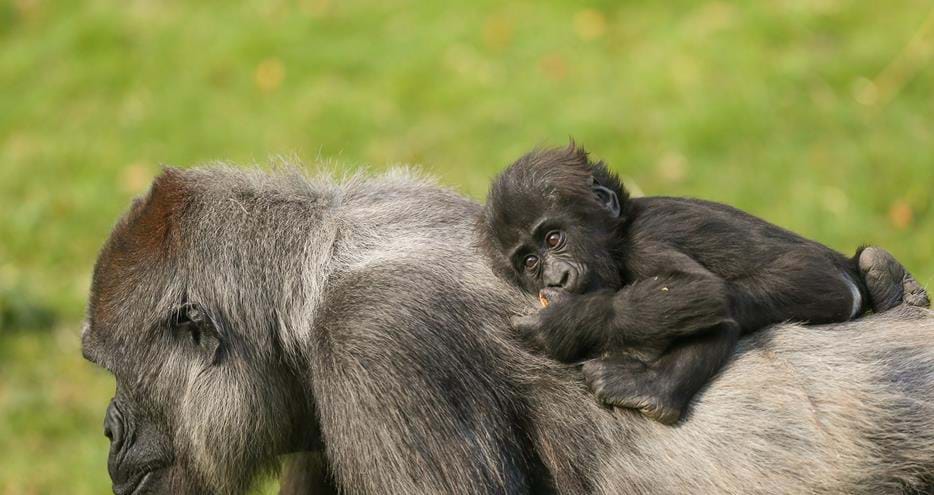 Western Lowland Gorilla baby at Port Lympne Hotel & Reserve in Kent