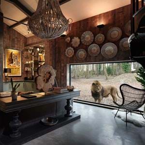 Milo the lion checks out Lion Lodge, luxury short break at Port Lympne Hotel & Reserve in Kent