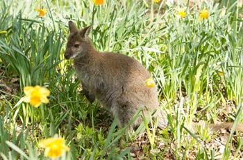 Red Necked Wallaby