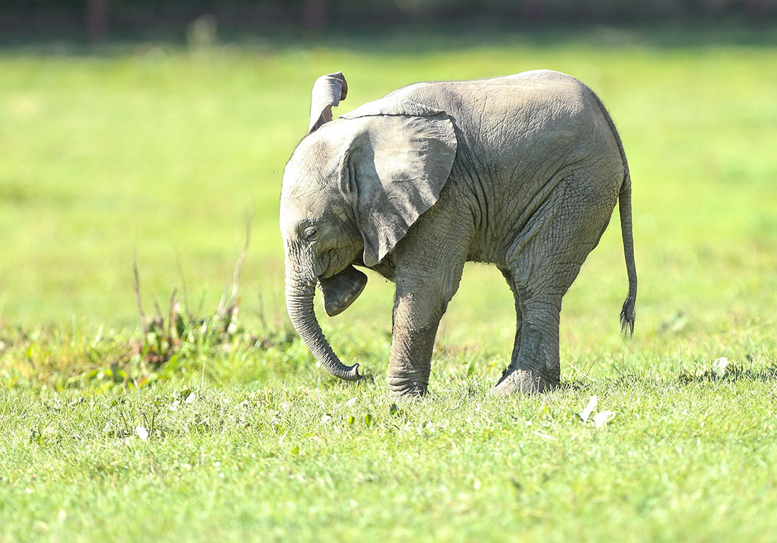 See the largest herd of African Elephants in the UK at Howletts Wild Animal Park in Kent