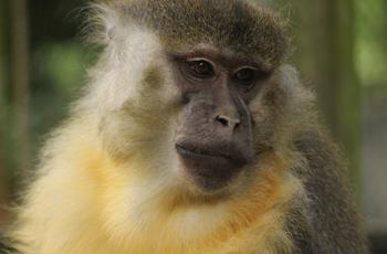 Golden Bellied Mangabey