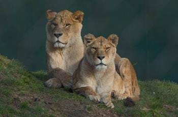 Barbary Lions