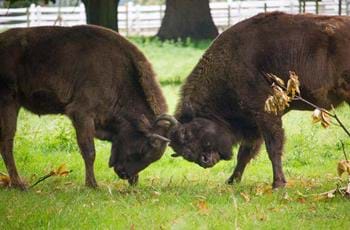 European bison