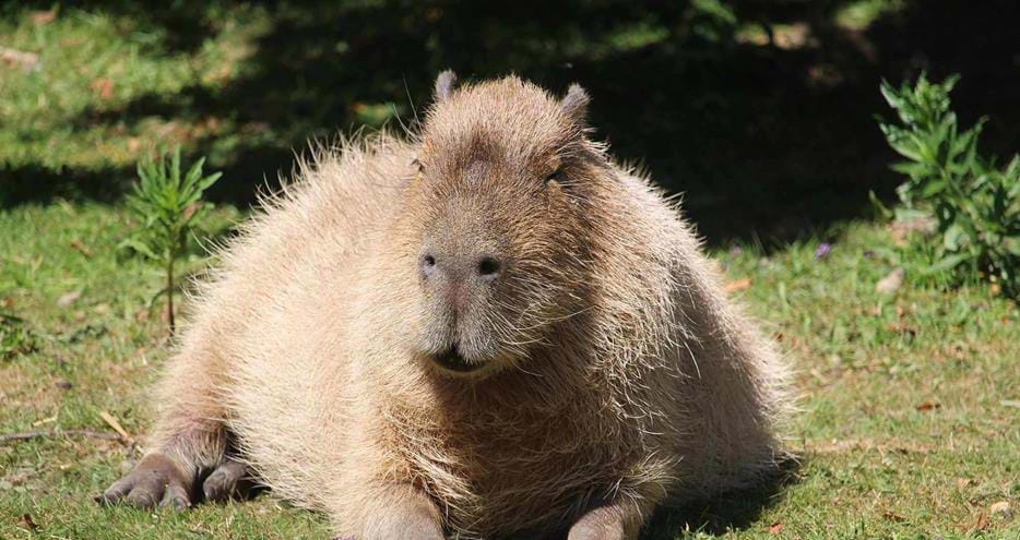 Capybara at Howletts Wild Animal Park, near Canterbury in Kent