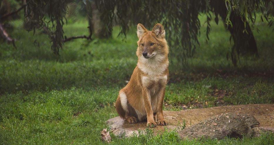 Dhole at Howletts Wild Animal Park, near Canterbury in Kent, UK