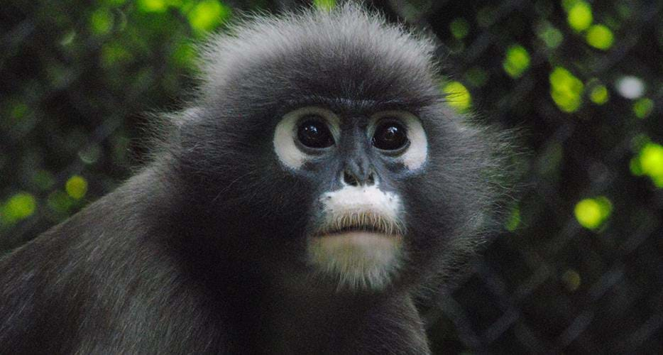 Dusky langur