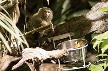 Pygmy marmoset