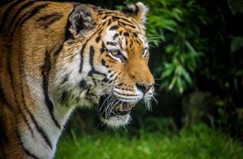 Amur tiger