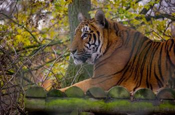 Indian tiger