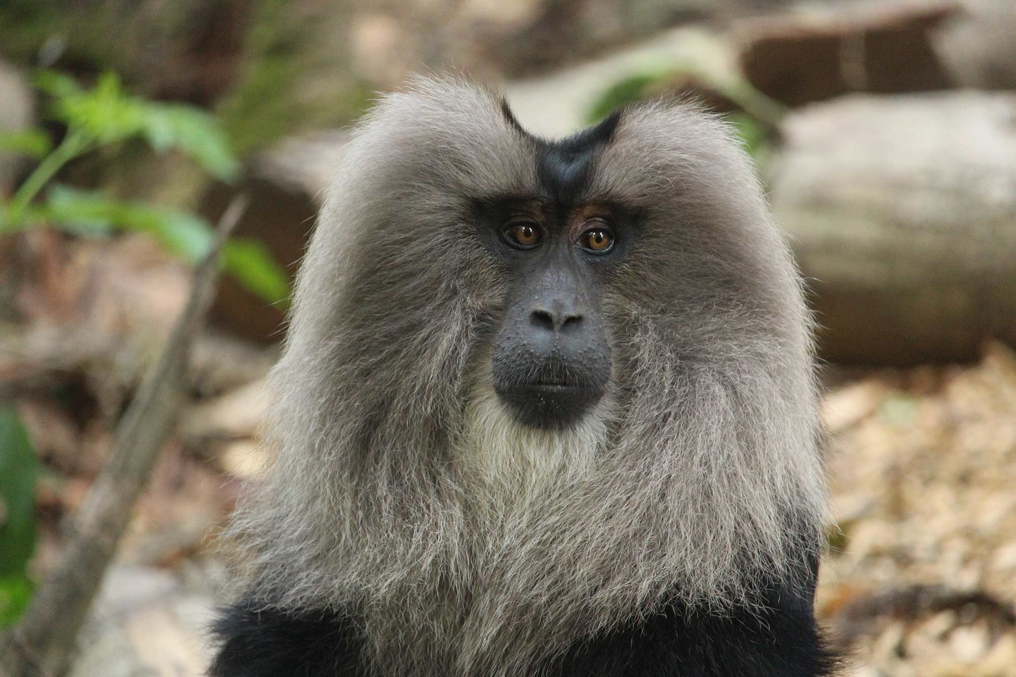 Lion tailed macaque at Howletts Wild Animal Park, UK