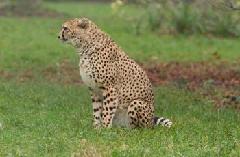 Southern cheetah