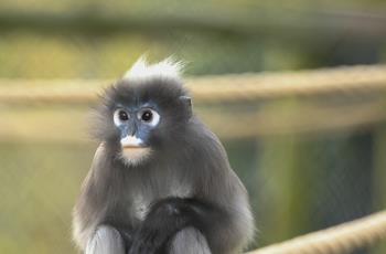 Dusky langur