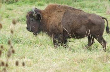 American bison