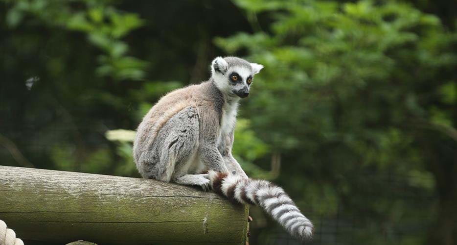 Ring Tailed Lemur | The Aspinall Foundation