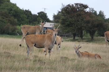 Common Eland