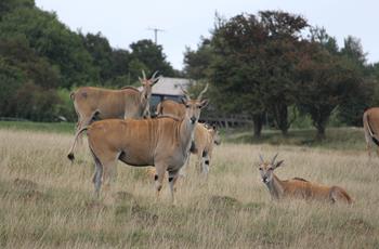 Common Eland 