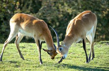 Red Lechwe