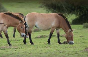 Przewalski's Horse