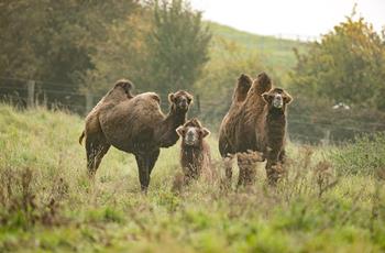 Bactrian Camel