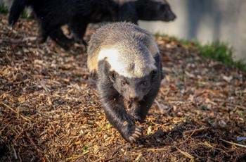 Honey Badger