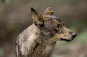 Iberian wolf