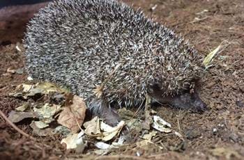 Greater hedgehog tenrec