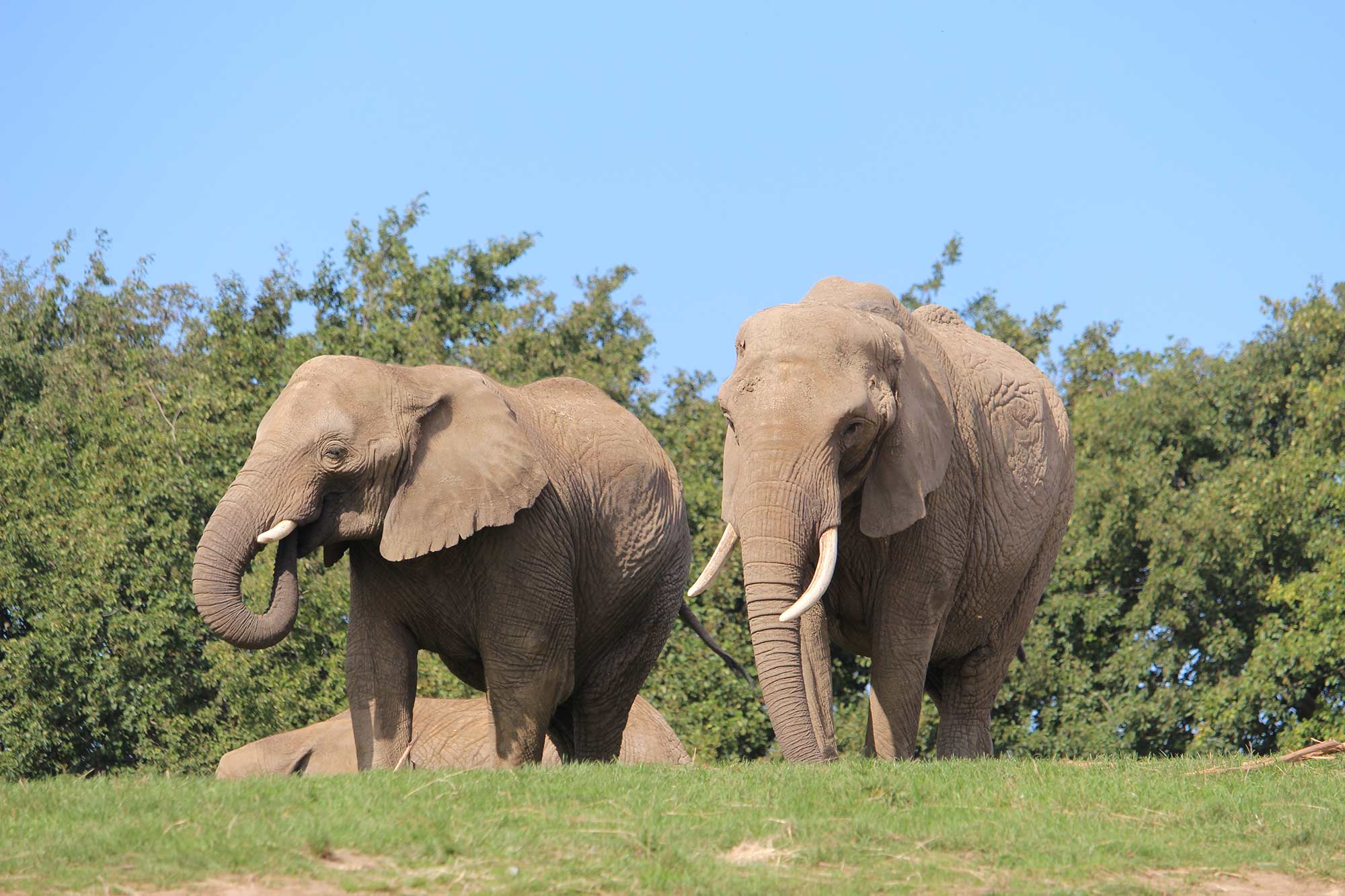 The UK's largest herd of African elephants at Howletts Wild Animal Park in Kent