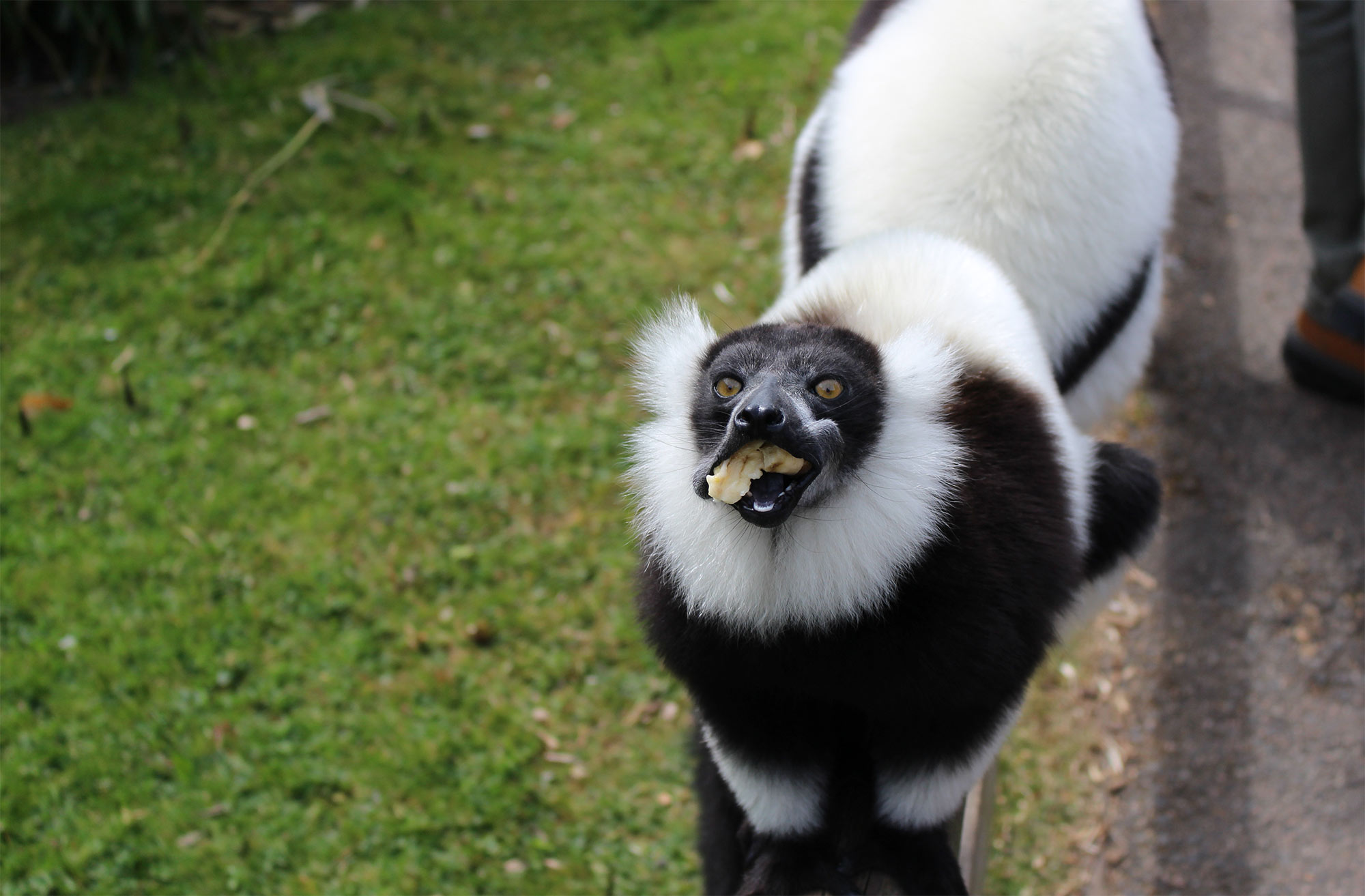 Ruffed lemur at Howletts Wild Animal Park near Canterbury in Kent