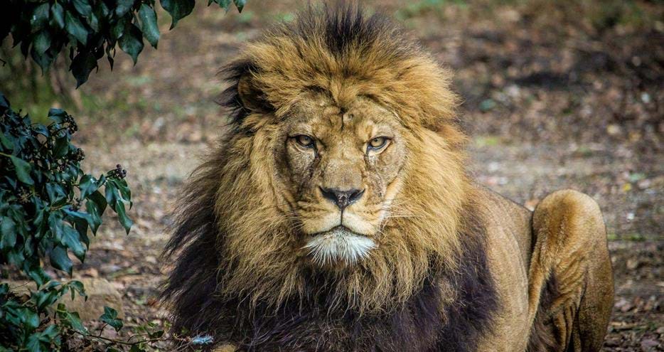 Barbary lion, Milo at Port Lympne Hotel & Reserve in Kent, UK