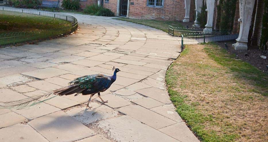 Peacock wandering the Port Lympne Hotel grounds near Ashford in Kent