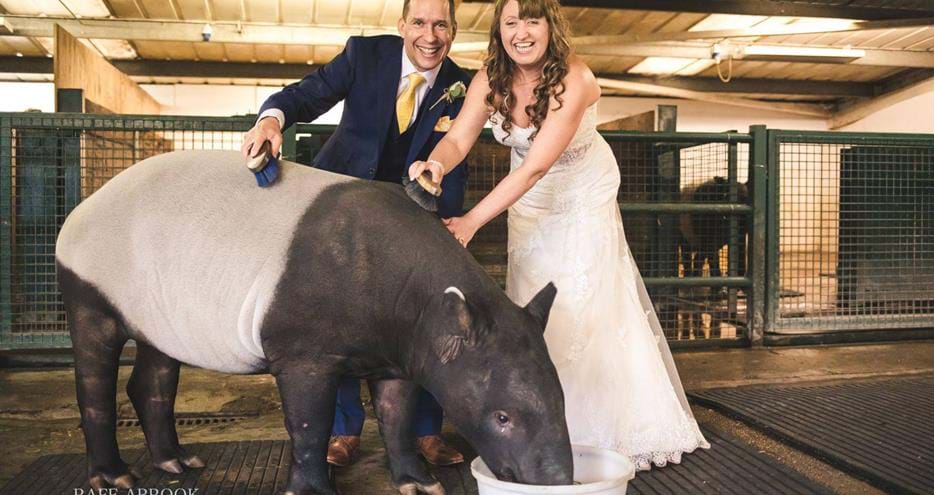 Bride and groom meet tapirs at unique kent wedding venue, Port Lympne Hotel & Reserve