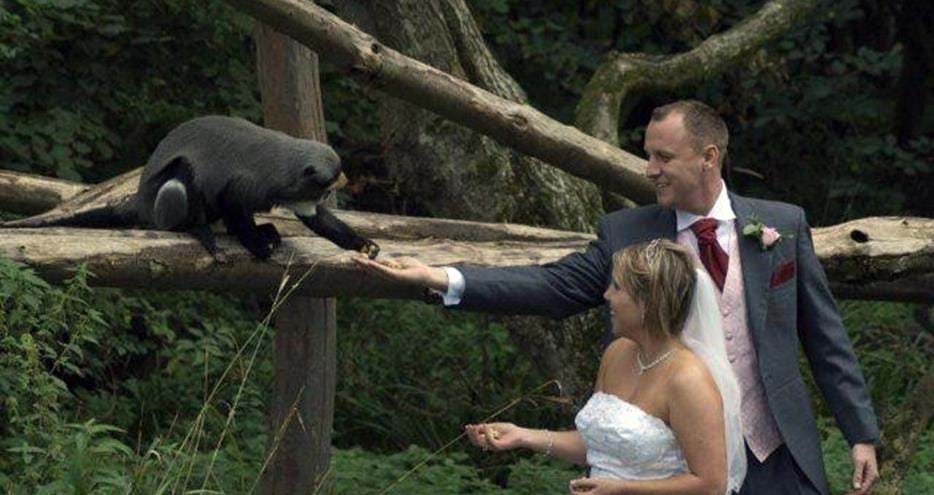 Bride and groom meet monkeys at unique kent wedding venue, Port Lympne Hotel & Reserve
