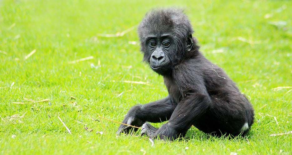 Baby western lowland gorilla, Louango, at Port Lympne Hotel & Reserve in Kent, UK