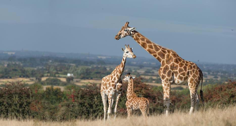 port lympne giraffe safari