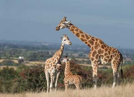 Giraffes on the African safari experience at Port Lympne Hotel & Reserve in Kent