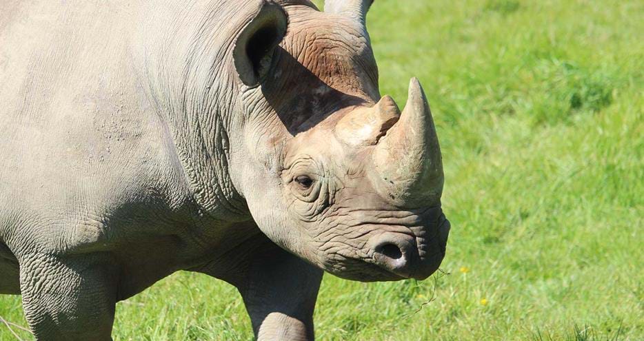 Eastern black rhino bull, Zambezi at Port Lympne Hotel & Reserve in Kent, UK
