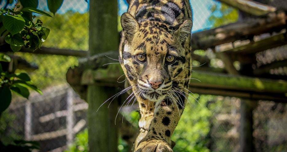 Animal Encounters - Feed Your Favourite Animal At Howletts | The Aspinall Foundation Animal Encounters - Feed Your Favourite Animal At Howletts | The Aspinall Foundation