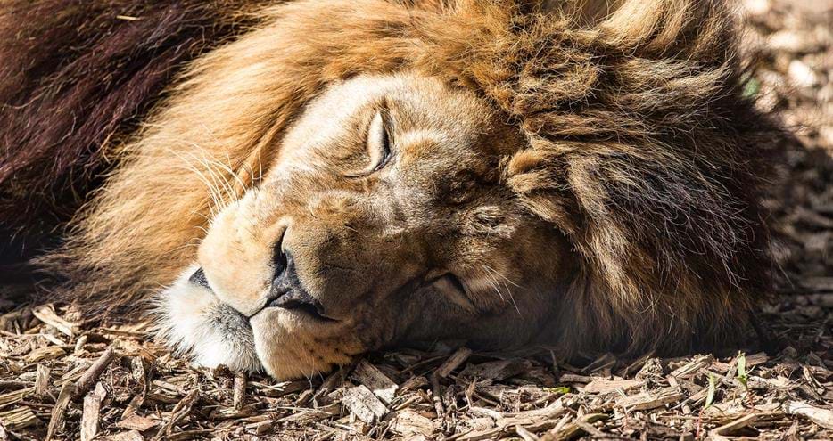 Barbary lion, Adras, at Port Lympne Hotel & Reserve in Kent, UK